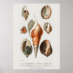 Different types of mollusks poster