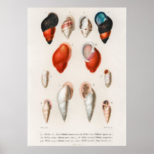 Different types of mollusks poster