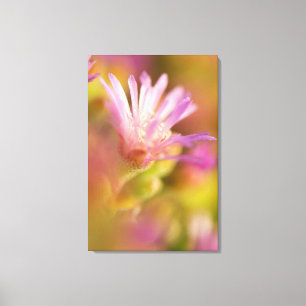 Diffused Image Of A Colourful Succulent Flower Canvas Print