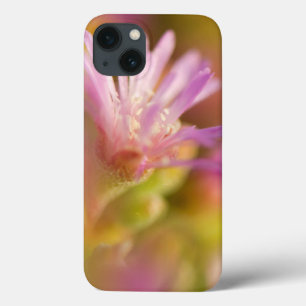 Diffused Image Of A Colourful Succulent Flower iPhone 13 Case