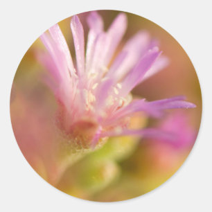 Diffused Image Of A Colourful Succulent Flower Classic Round Sticker
