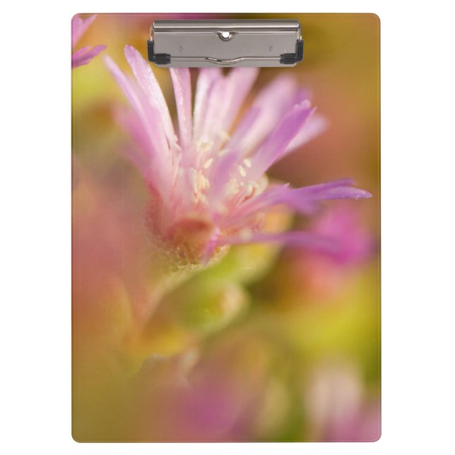 Diffused Image Of A Colourful Succulent Flower Clipboard (Front)