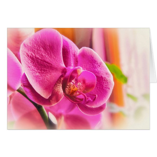 Diffused Orchid (Front Horizontal)