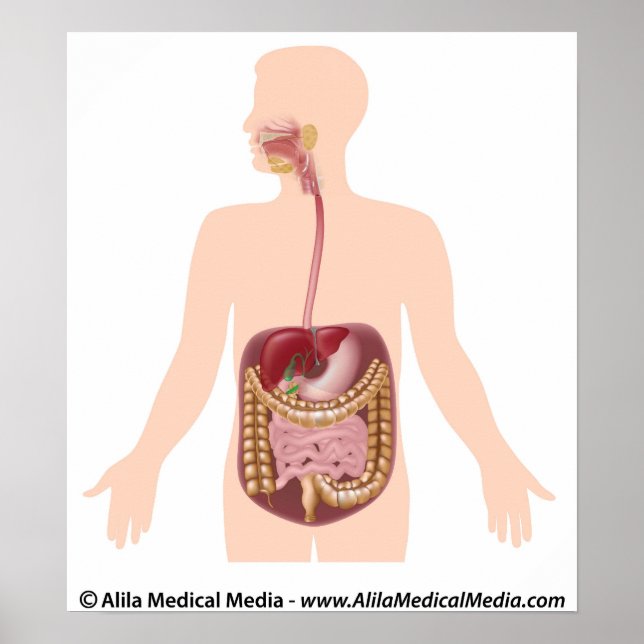 Digestive system diagram poster (Front)