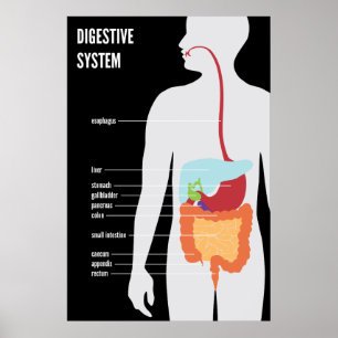 Digestive System Poster