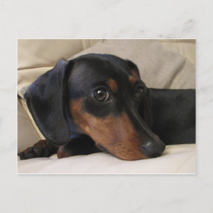 Digger the Dachshund Postcard
