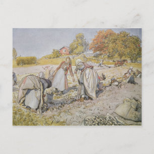 Digging Potatoes, 1905 Postcard
