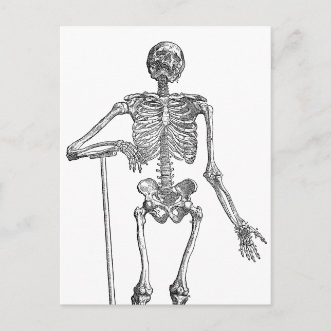 Digging Skeleton Illustration Postcard (Front)