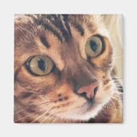 Digital Art Close up of Beautiful Cat Large Eyes