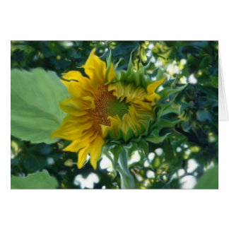 Digital Art Sunflower Opening in Light