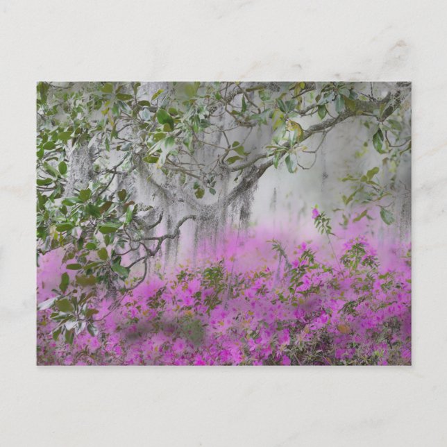 Digital Composite of Azaleas and magnolia tree Postcard (Front)