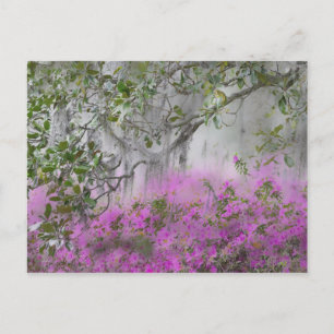 Digital Composite of Azaleas and magnolia tree Postcard