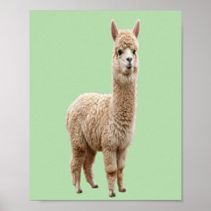 Digital Download   Cute Alpaca Sage Green Photo  Poster