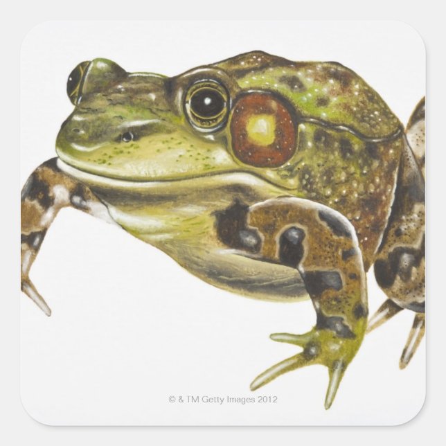 Digital illustration of Green Frog Square Sticker (Front)