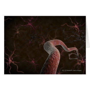 Digital rendering of neurons
