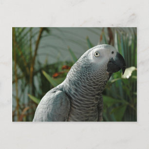 Dignified African Grey Parrot Postcard