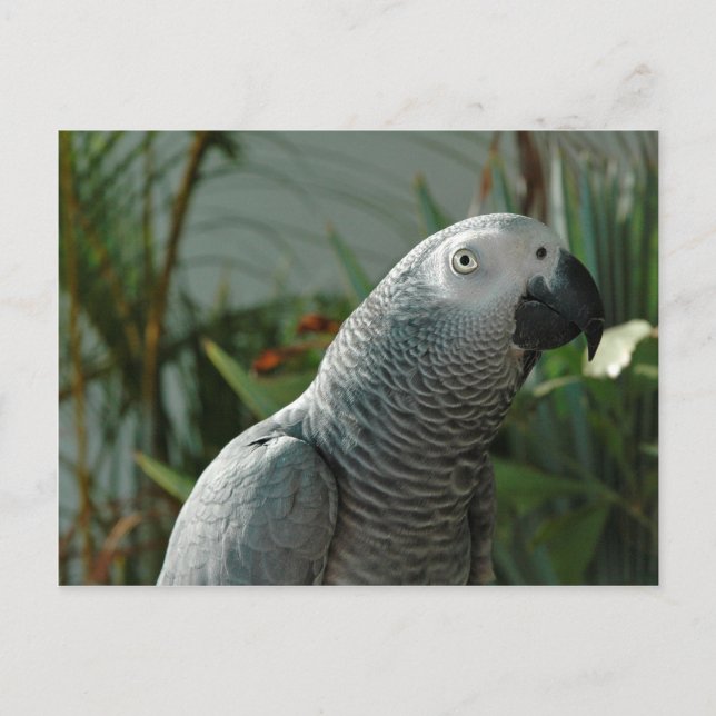 Dignified African Grey Parrot Postcard (Front)
