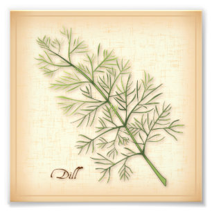 Dill Herb Photo Print