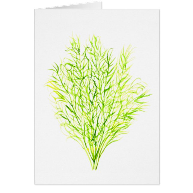 Dill herbs Dill watercolour (Front)