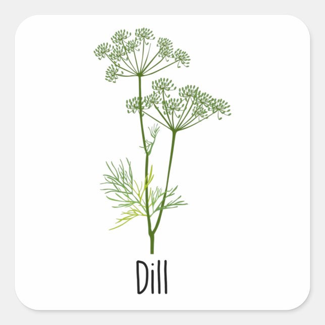 Dill Spices Herb Square Sticker (Front)