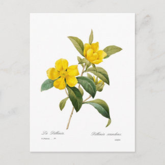 Dillenia scandens postcard