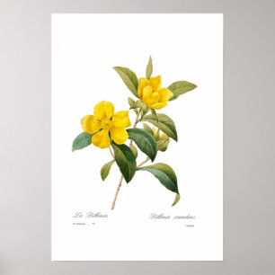 Dillenia scandens poster
