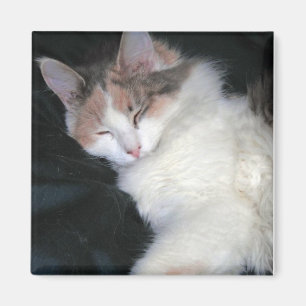 Dilute Calico Kitten Sleeping Magnet
