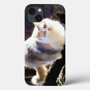Dilute Calico Maine Coon Cat iPad Air Case