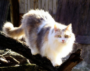 Calico Cat Posters Prints Zazzle Uk
