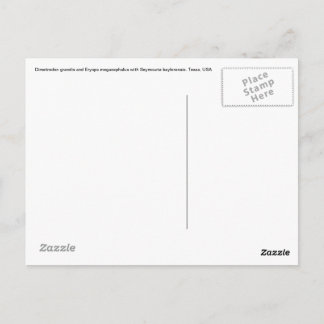 Dimetrodon Post Card