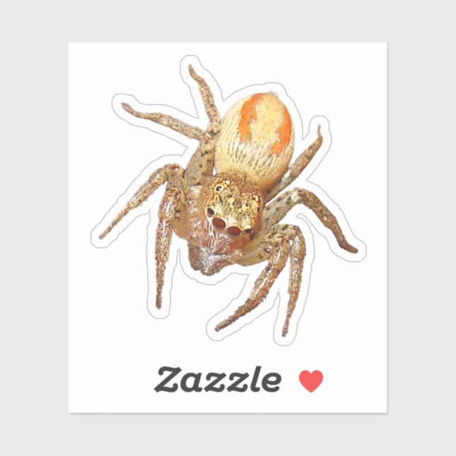 Dimorphic Jumping Spider (Maevia inclemens) (Sheet)