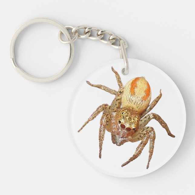 Dimorphic Jumping Spider (Maevia inclemens) Key Ring (Front)