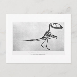Dimorphodon macronyx art postcard