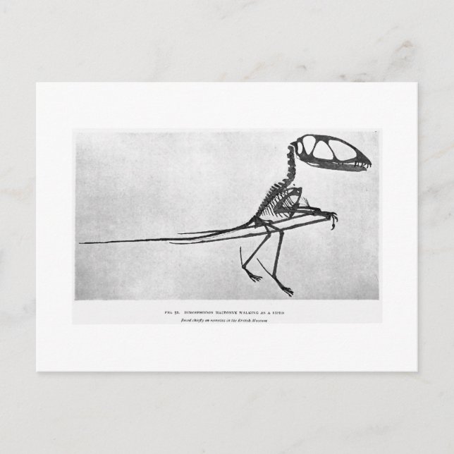 Dimorphodon macronyx art postcard (Front)