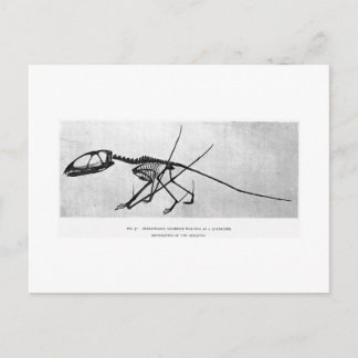 Dimorphodon macronyx art postcard