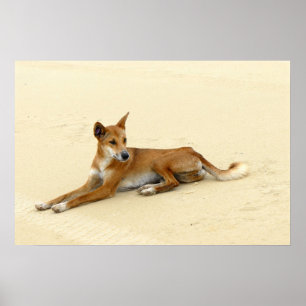 Dingo in the wild poster