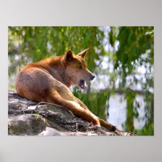 Dingo lying on rock postcard metal ornament T-Shir Poster (Front)