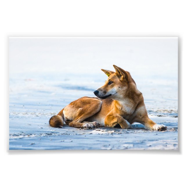 Dingo mouth on the beach, Fraser Island Australia Photo Print (Front)