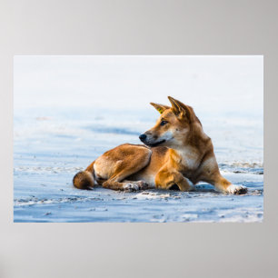 Dingo mouth on the beach, Fraser Island Australia Poster