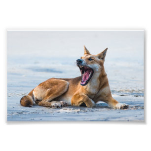 Dingo mouth open wide, Fraser Island Australia Photo Print