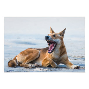 Dingo mouth open wide, Fraser Island Australia Photo Print