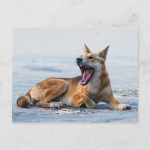 Dingo mouth open wide, Fraser Island Australia Postcard