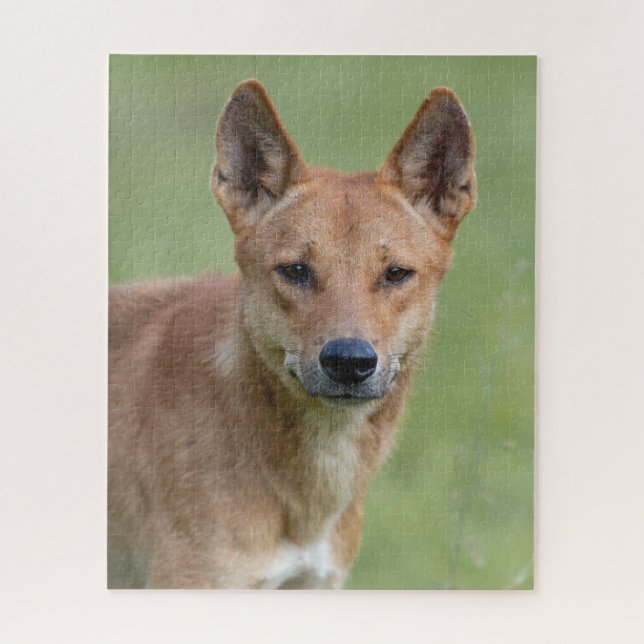Dingo Portrait Puzzle – Australian Wildlife Art Ga (Vertical)