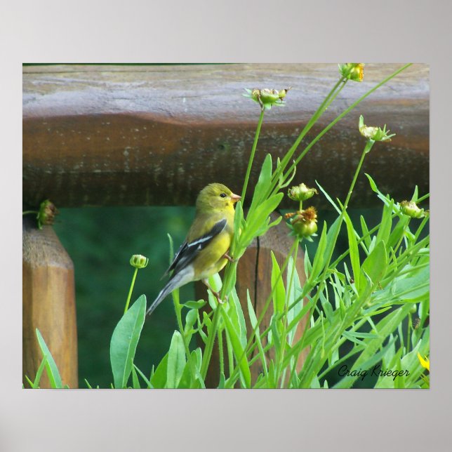 Dining Goldfinch Poster (Front)