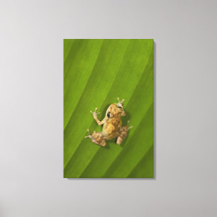 Dink frog (Eleutherodactylus diastema) on a leaf Canvas Print