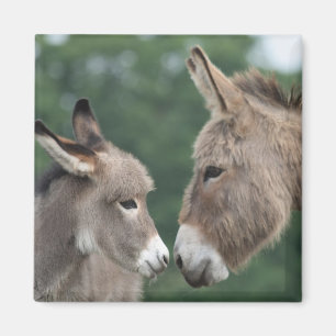 Dinky donkey magnet