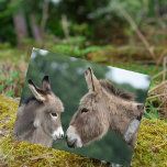 Dinky donkey postcard<br><div class="desc">Photo of cute foal and donkey at Pilley,  New Forest,  from New Forest Pics</div>