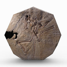 Dino Fossil