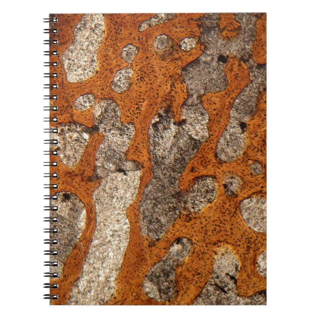 Dinosaur bone under the microscope notebook (Front)