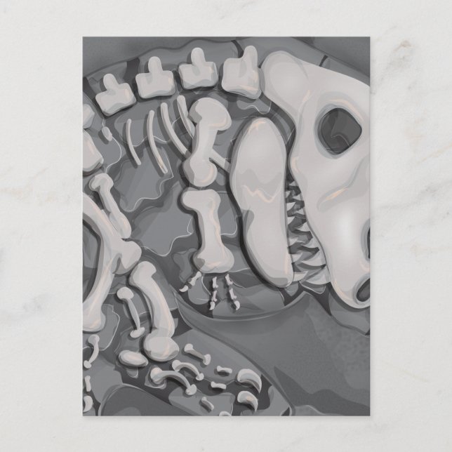 Dinosaur Fossil Postcard (Front)